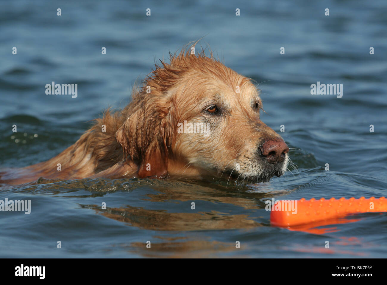 Golden retriever dog bathes hi-res stock photography and images - Alamy