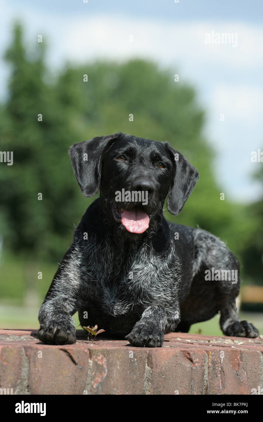 lying German wirehaired Pointer Stock Photo