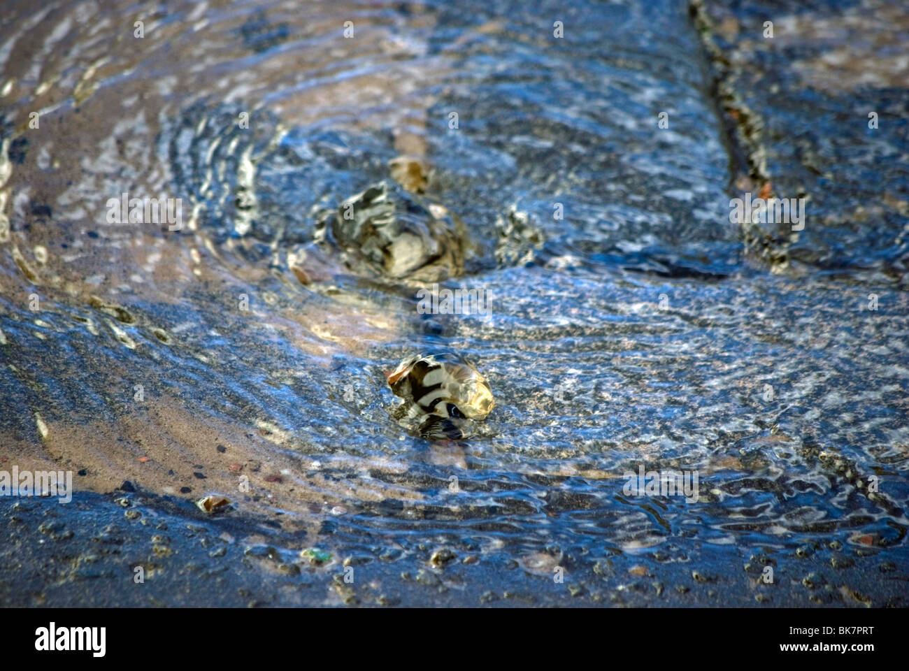 Water bubblingup through paving stones, due to a burst water pipe