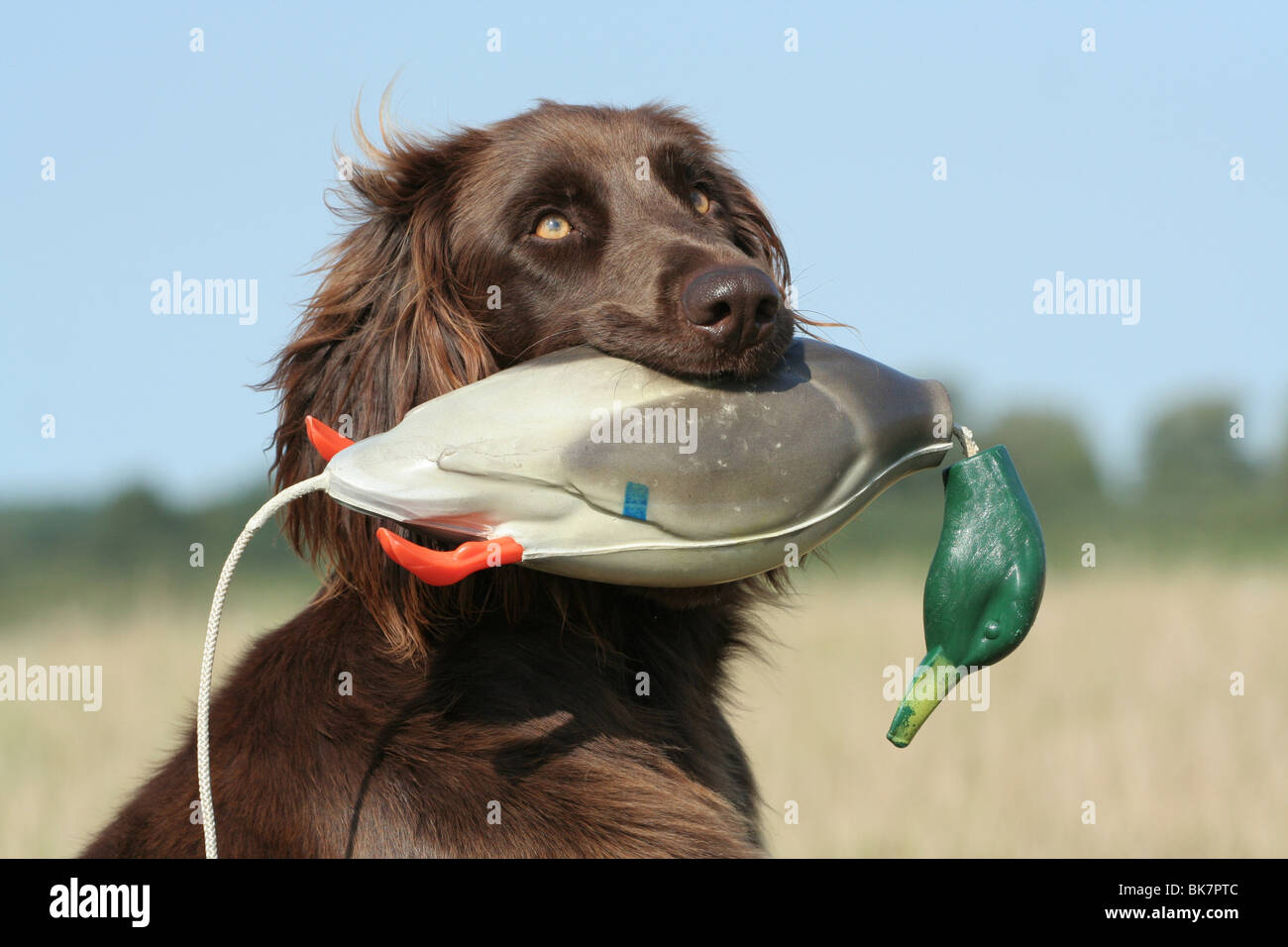 German Longhaired Pointer Stock Photo