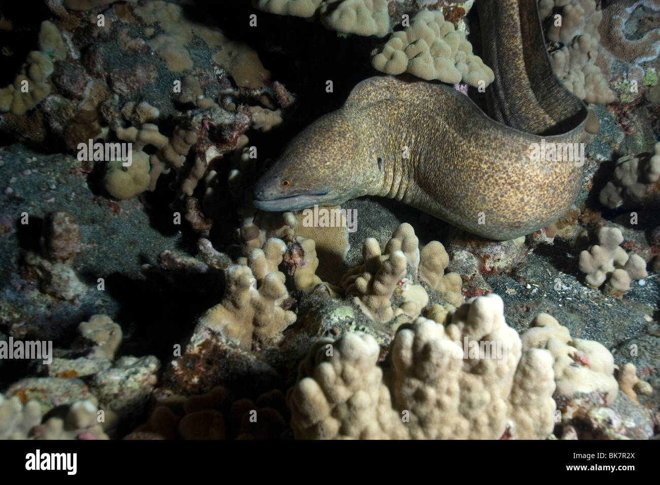 Hawaiian moray eel hires stock photography and images Alamy