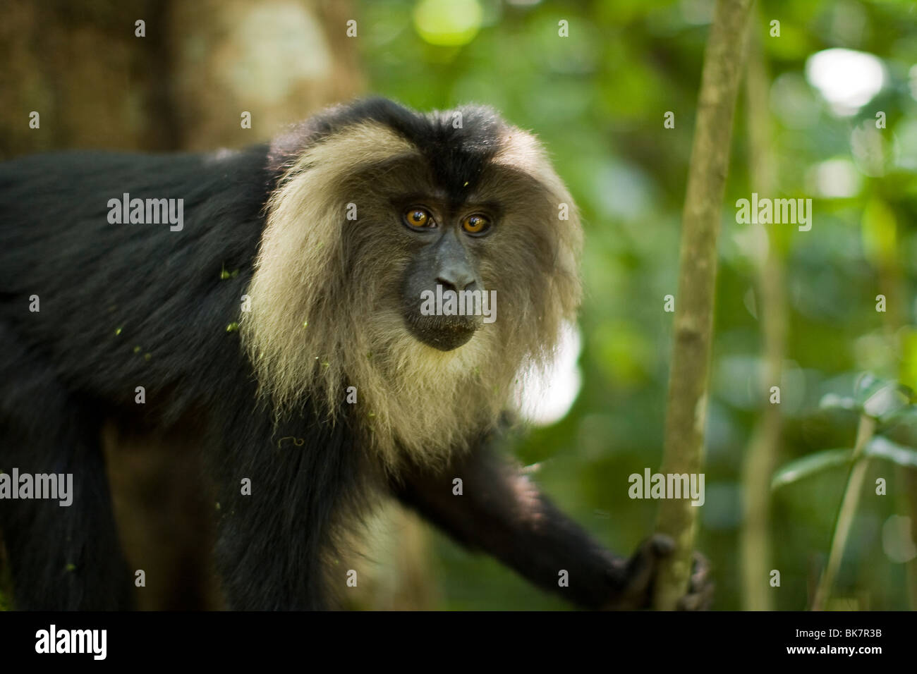 Lion tailed macaque in Tamil Nadu, India Stock Photo - Alamy