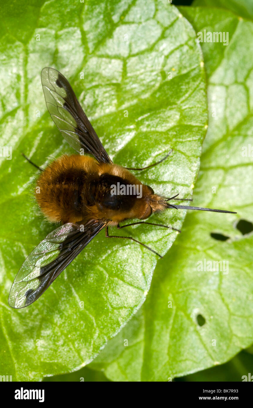 Major bee-fly (Bombylius major) at rest on leaf, from above Stock Photo