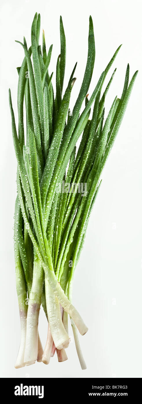 Green onions bunch on a white background Stock Photo
