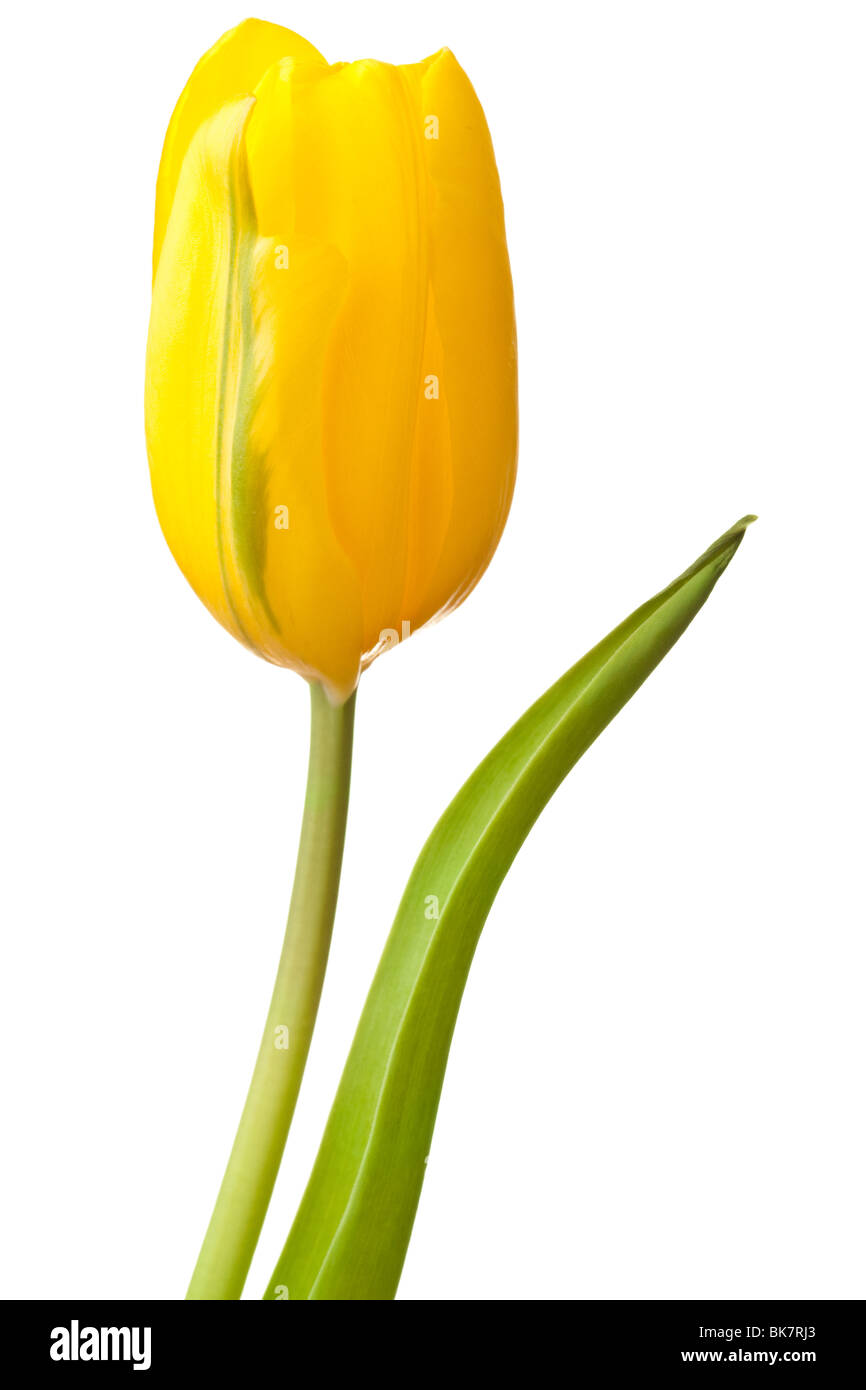 Yellow tulip isolated on a pure white background Stock Photo - Alamy