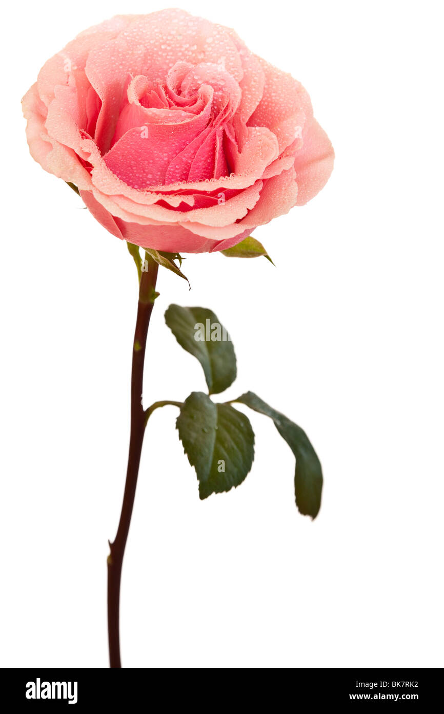 pink rose isolated on a white background Stock Photo - Alamy