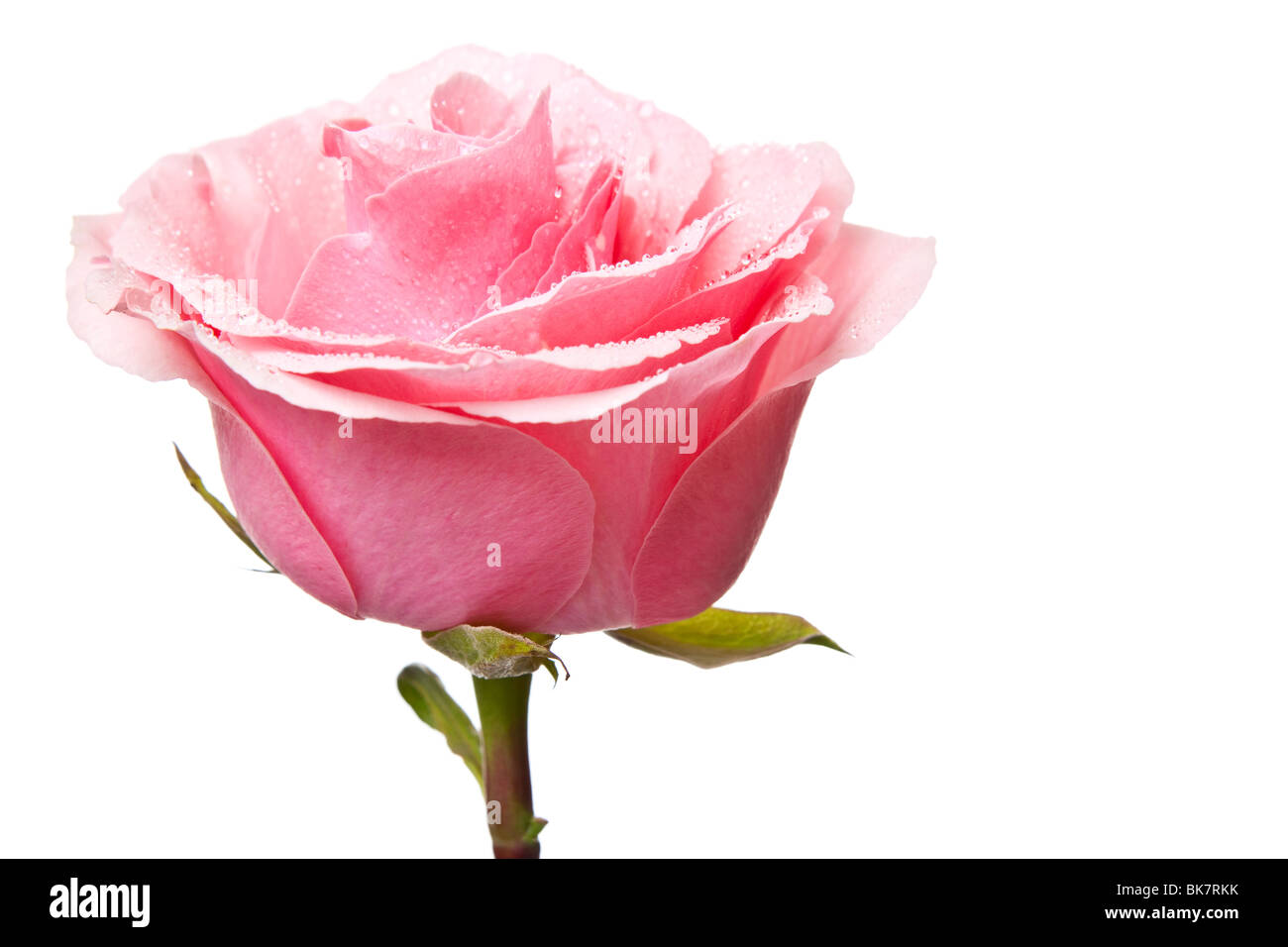 pink rose isolated on a white background Stock Photo - Alamy