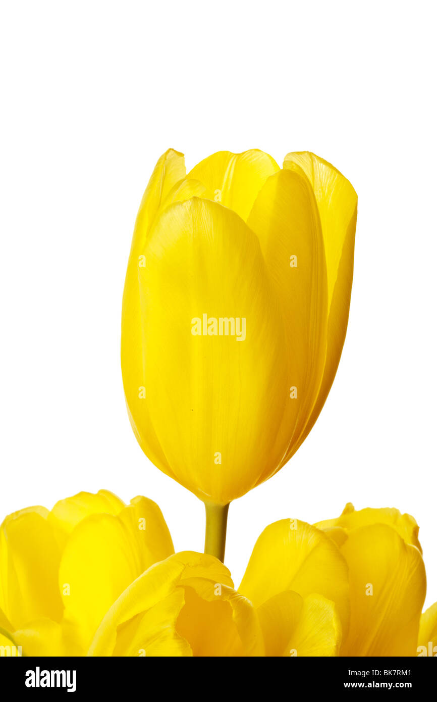 Spring Tulips Isolated on a Pure White Background Stock Photo - Alamy