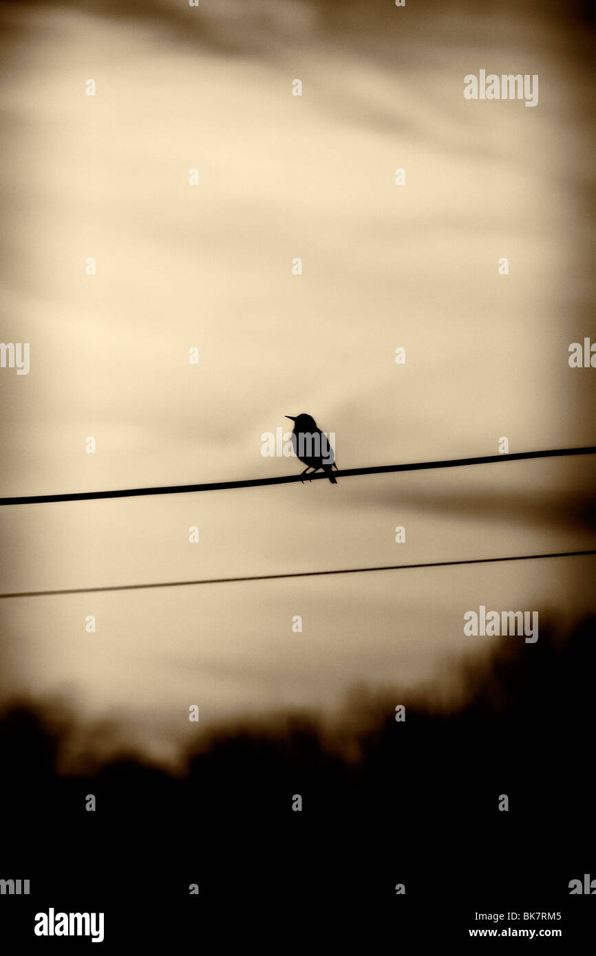 Bird sitting on a telephone wire as the sun sets Stock Photo Alamy