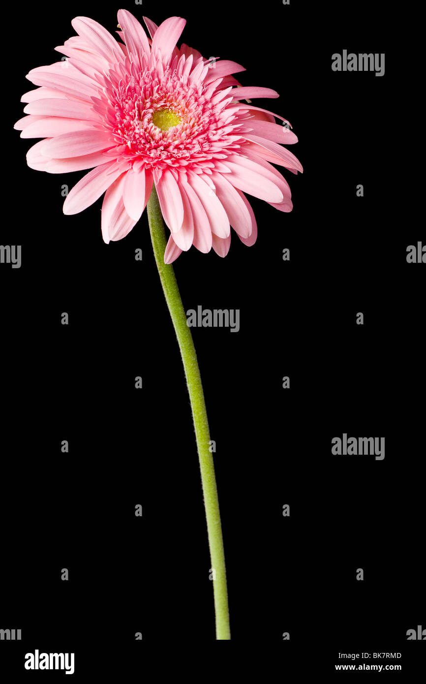 pink daisy isolated on a pure black background Stock Photo - Alamy