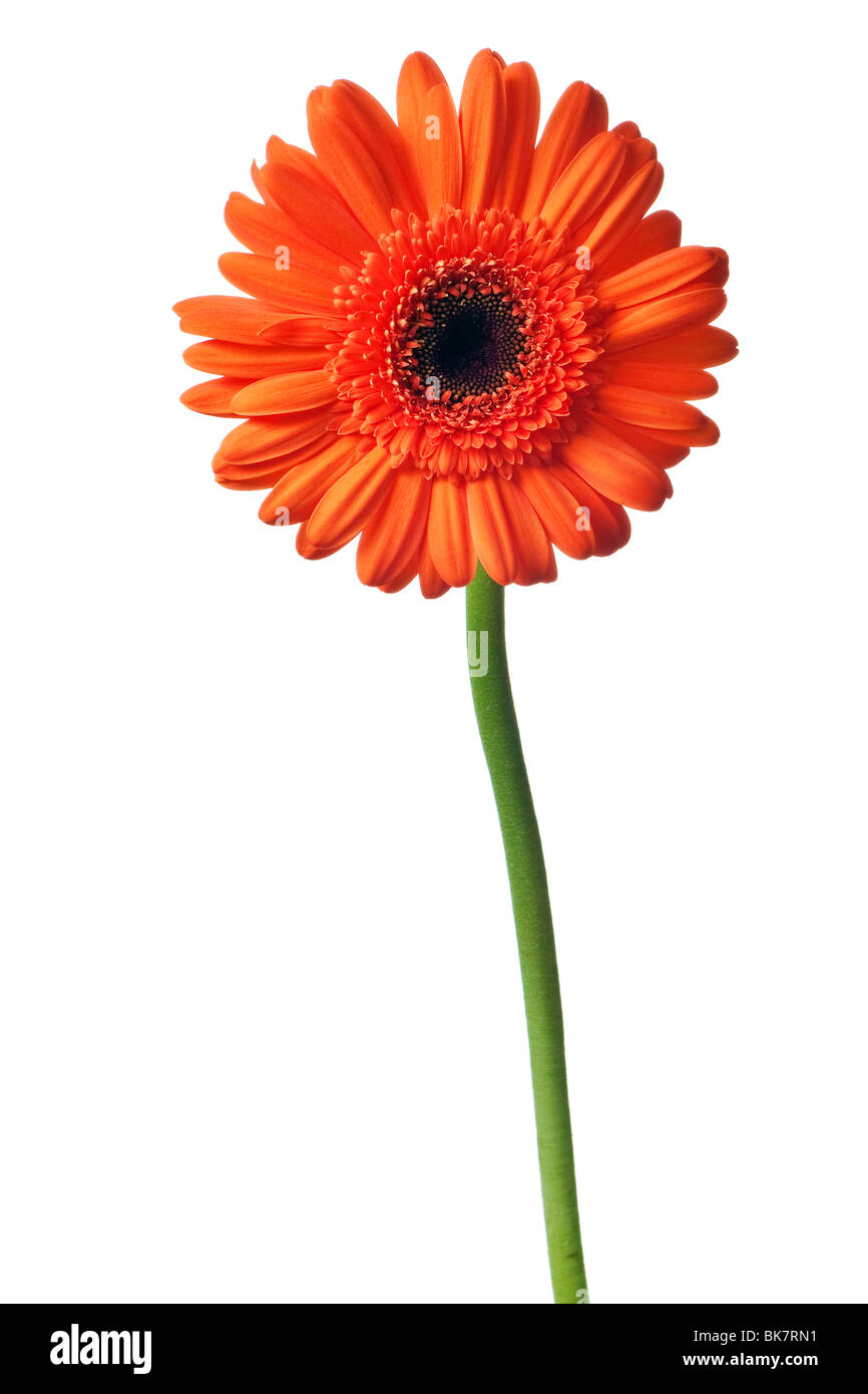 orange daisy isolated on a pure white background Stock Photo