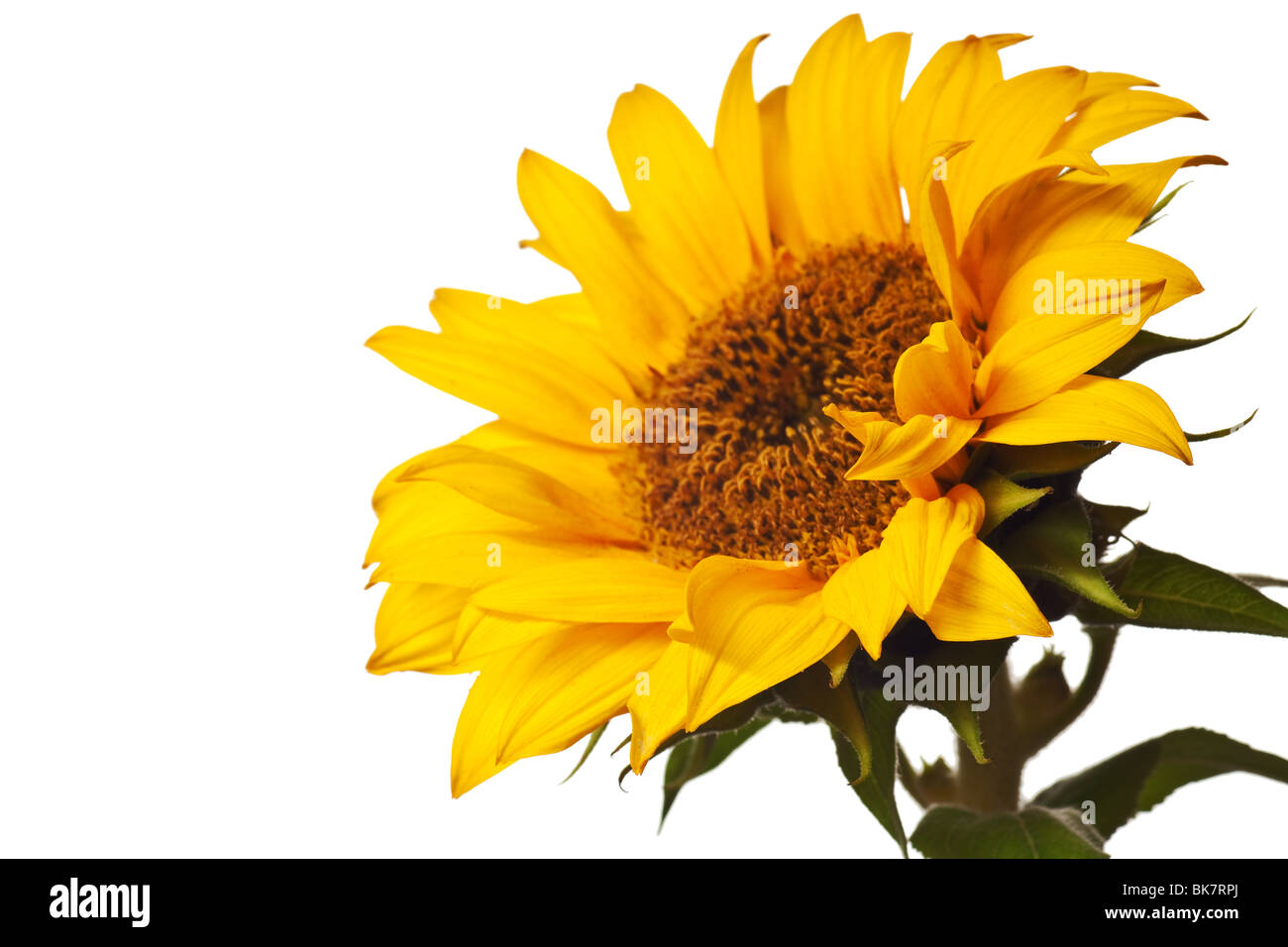 sunflower isolated on a pure white background Stock Photo - Alamy