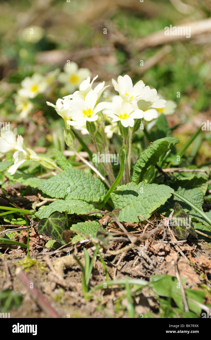 Primrose (Primula vulgaris) Stock Photo