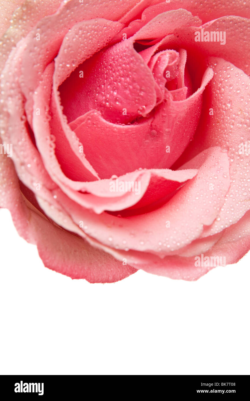 pink rose isolated on a white background Stock Photo - Alamy