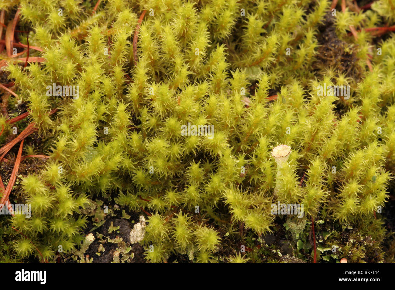 Dense fringe-moss (Racomitrium ericoides) on moorland, UK. Stock Photo