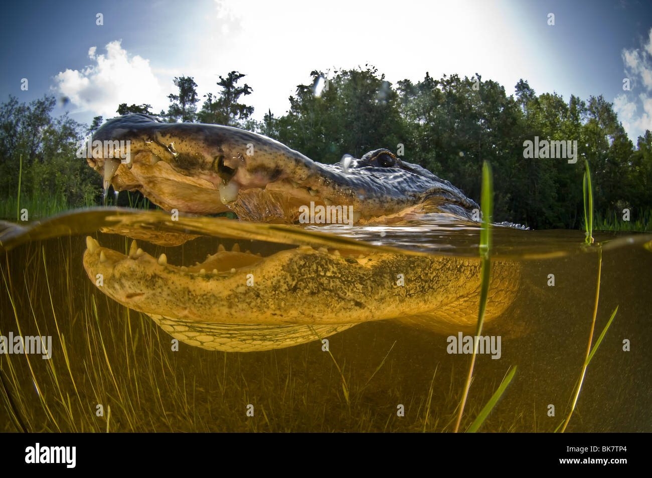 Underwater attack hires stock photography and images Alamy