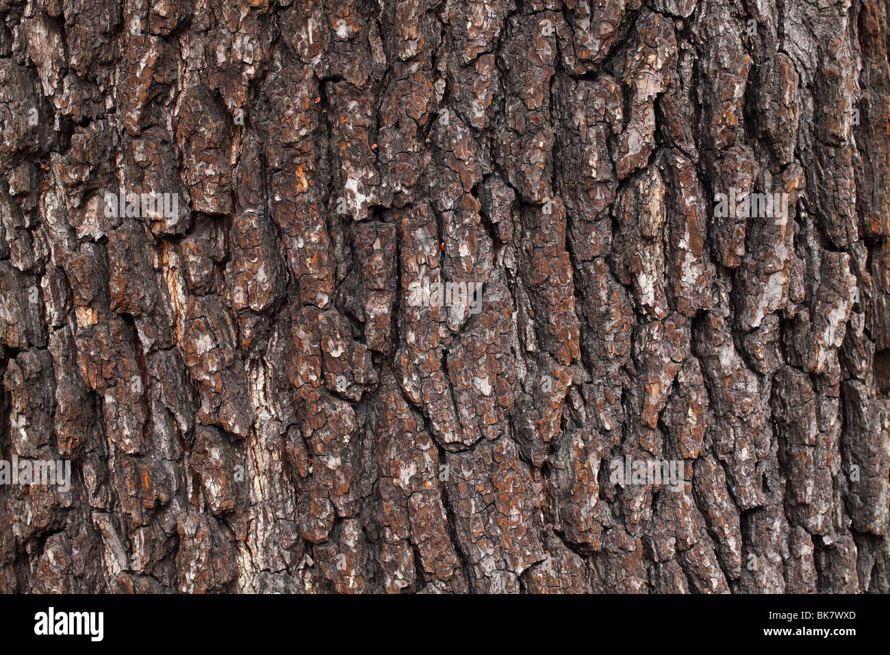 Old common black alder tree bark Alnus glutinosa Stock Photo