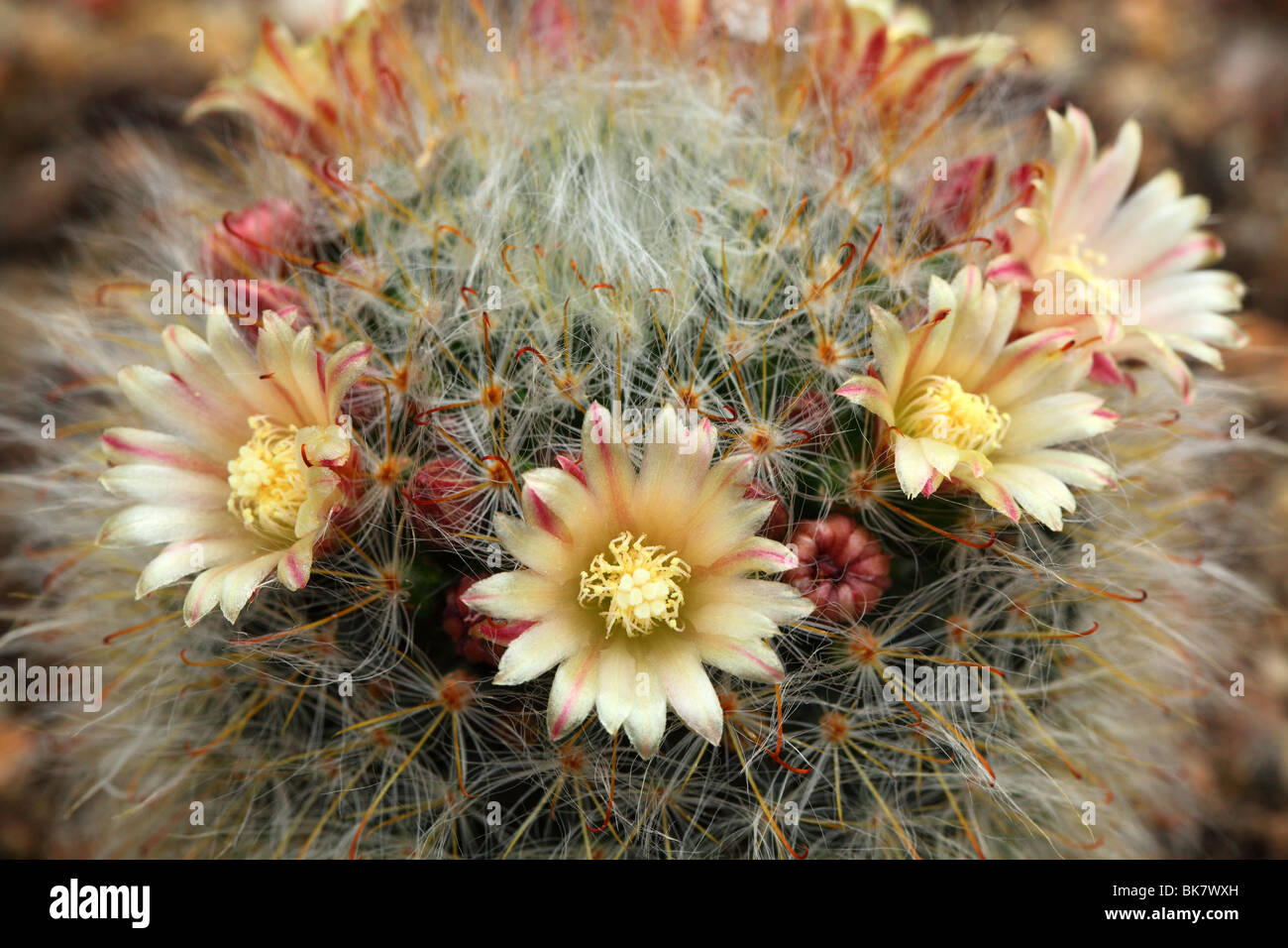 Cactus Mammillaria bocasana flowers close up Mamilaria Stock Photo