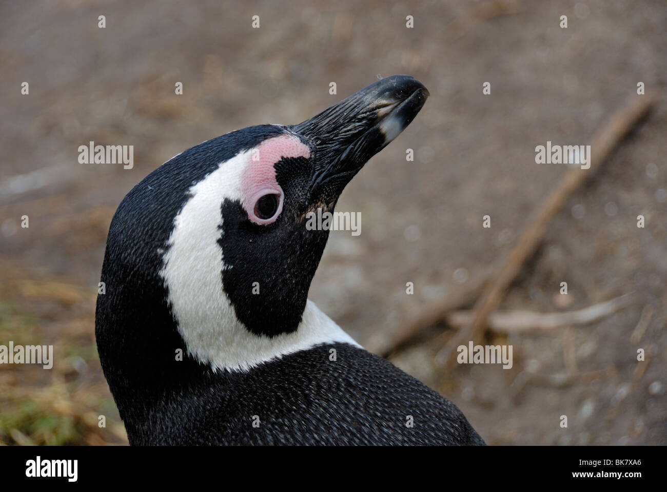 Portrait of Black Footed Jackass Penguins (Speniscus demersus), Betty's Bay, South Western Cape, South Africa Stock Photo