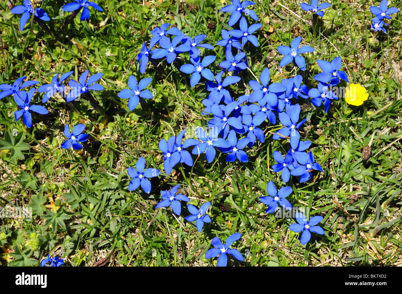 High Alpine Spring Gentian Gentiana brachyphylla blue flowers in Valle del Gran San Bernardo northern Italy Stock Photo