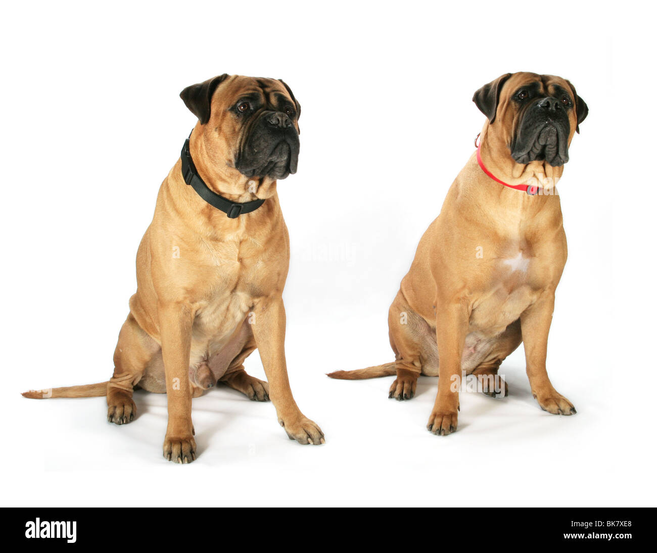 Bullmastiff husky cheap