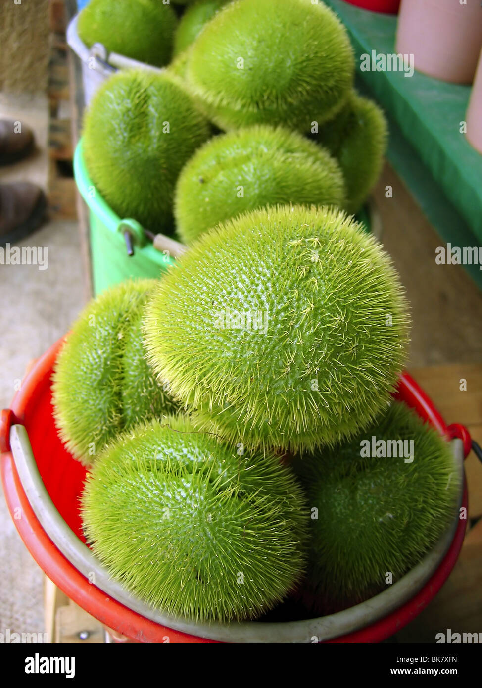 mango squash chayote hair vegetable pear merliton hairy Stock Photo - Alamy