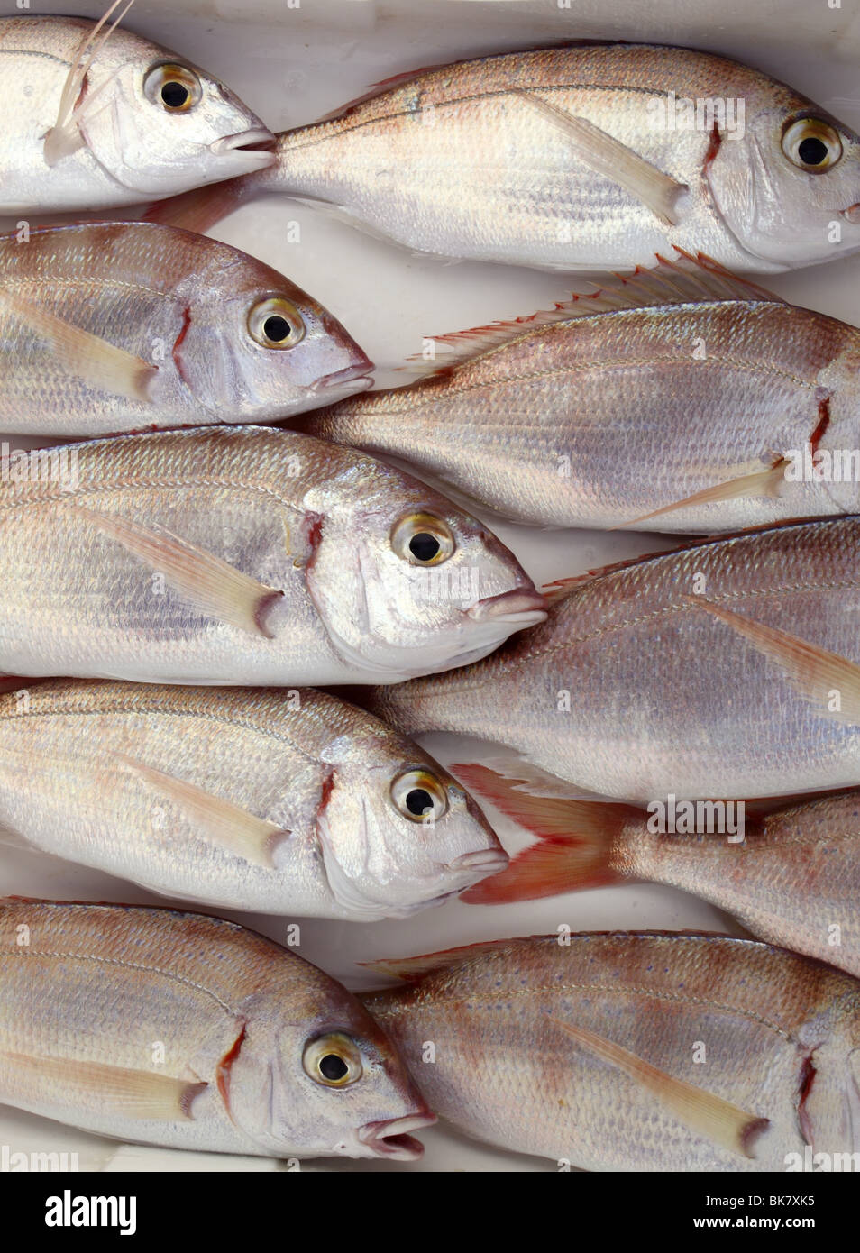 hørbar Automatisering nationalsang common pandora fish pagellus erythrinus mediterranean catch Stock Photo -  Alamy