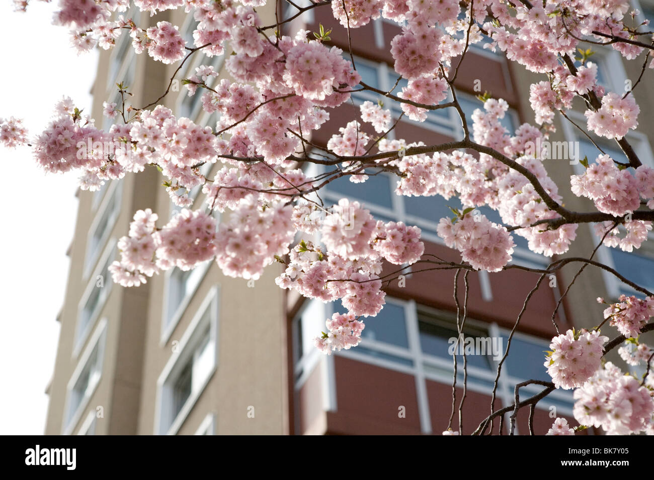 Cherry blossom in Hackney, East London, in front of the backdrop of the building that is home to the Suffolk Estate Co-operative Stock Photo
