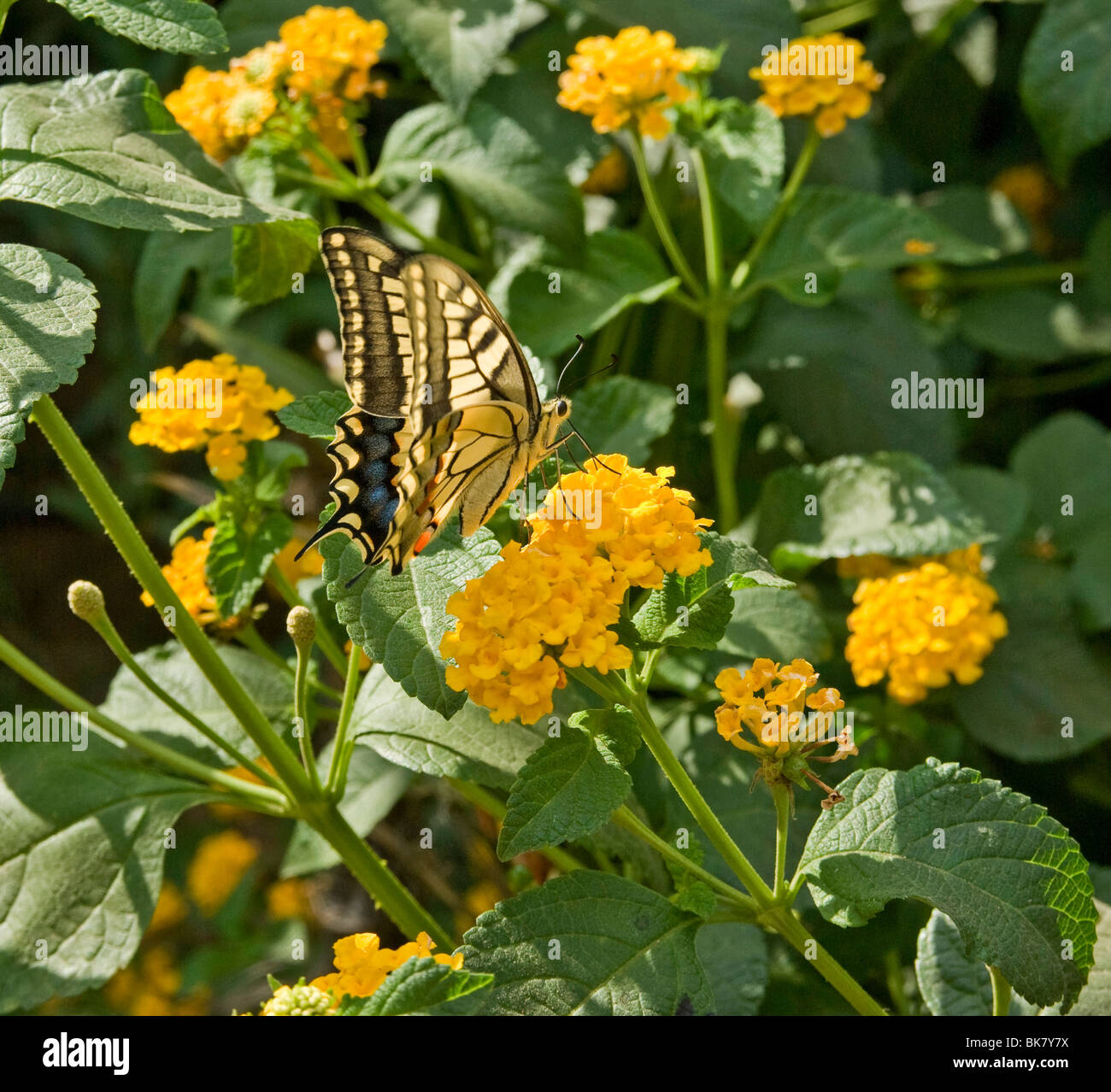 Swallowtail butterfly on lantana flowers in Tuscany Italy Stock Photo