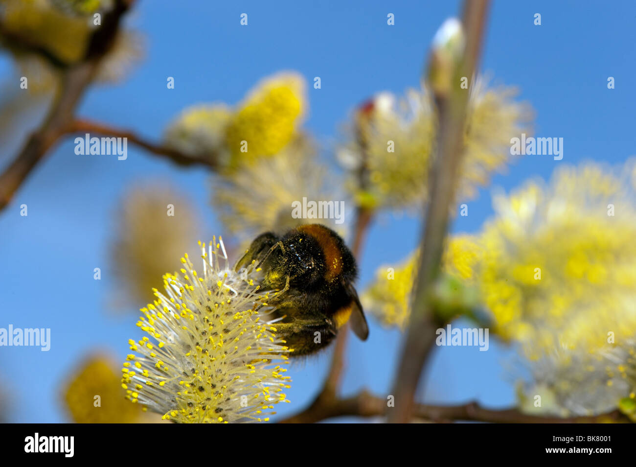 Bumble bee on male Sallow Catkins. Stock Photo