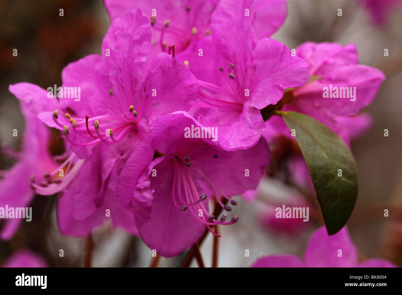 Purple rhododendron sichotense flowers close up Stock Photo