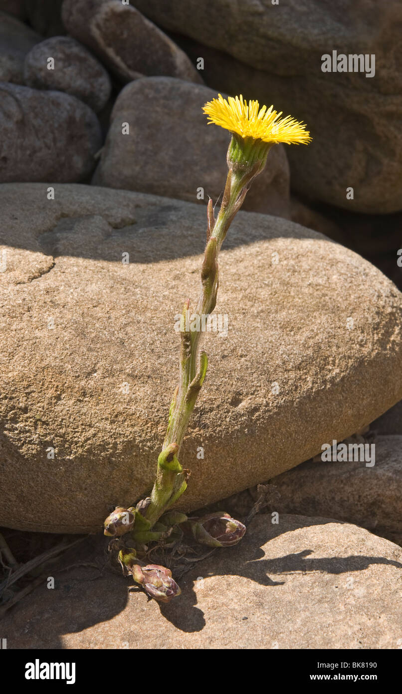 Colts-foot flower (Tussilago farfara) growing in the rocky river bed below Wainwath Falls in Upper Swaledale, UK Stock Photo