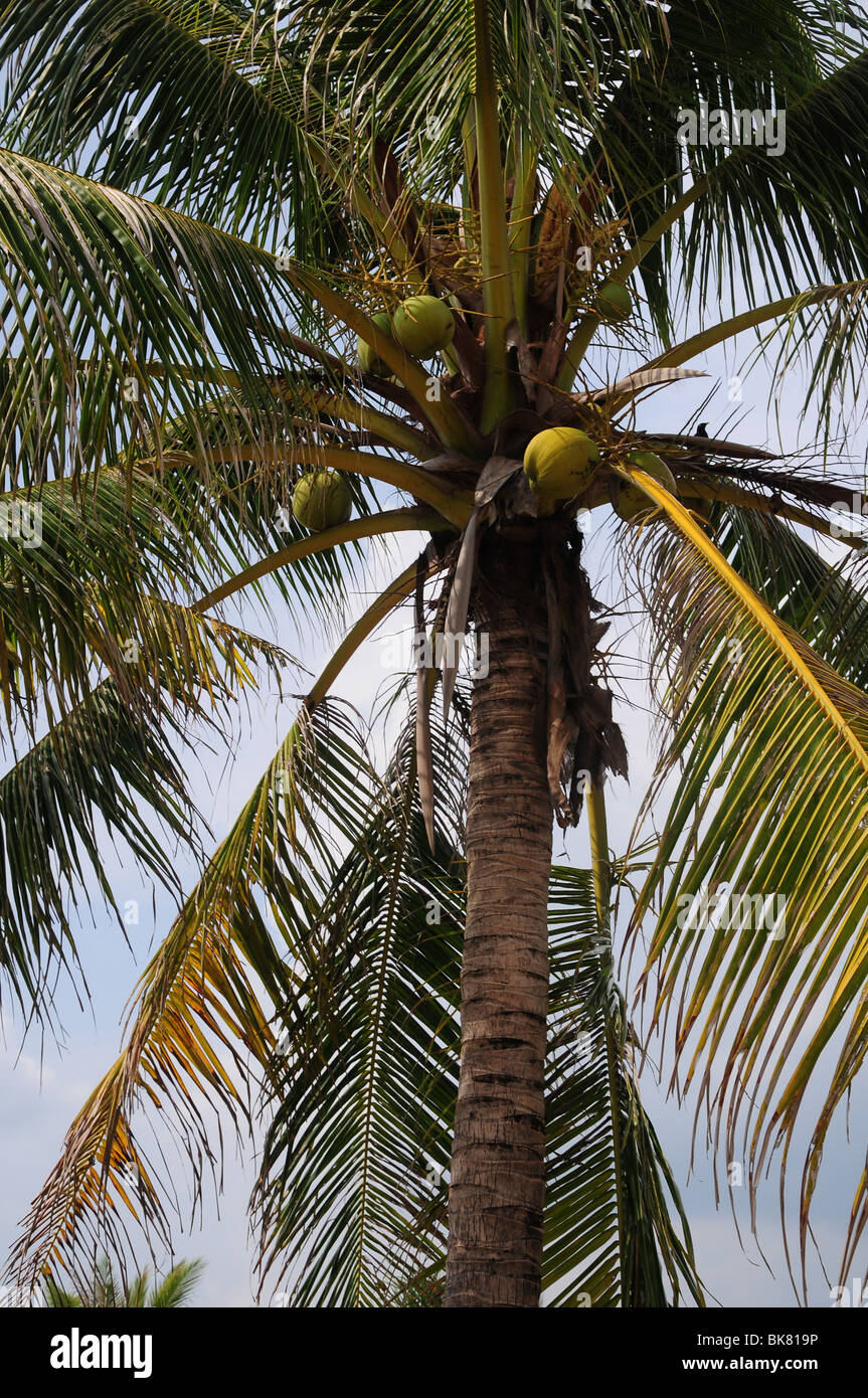 Palm trees with coconuts Stock Photo Alamy