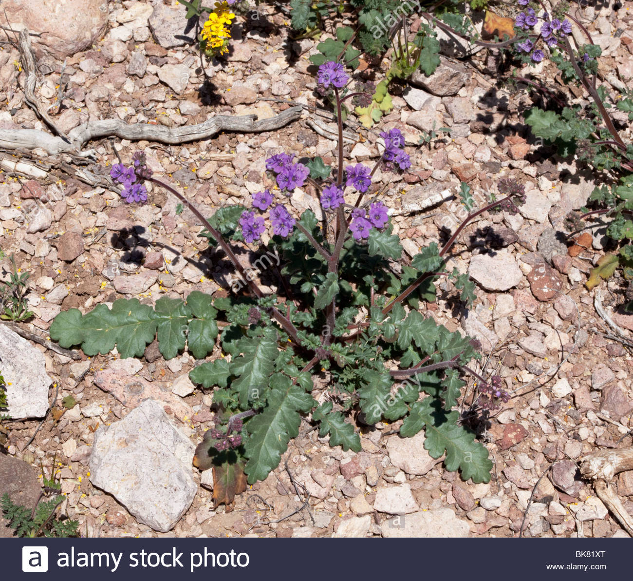 Scorpionweed wild heliotrope Phacelia Arizona Stock Photo 29065984 Alamy