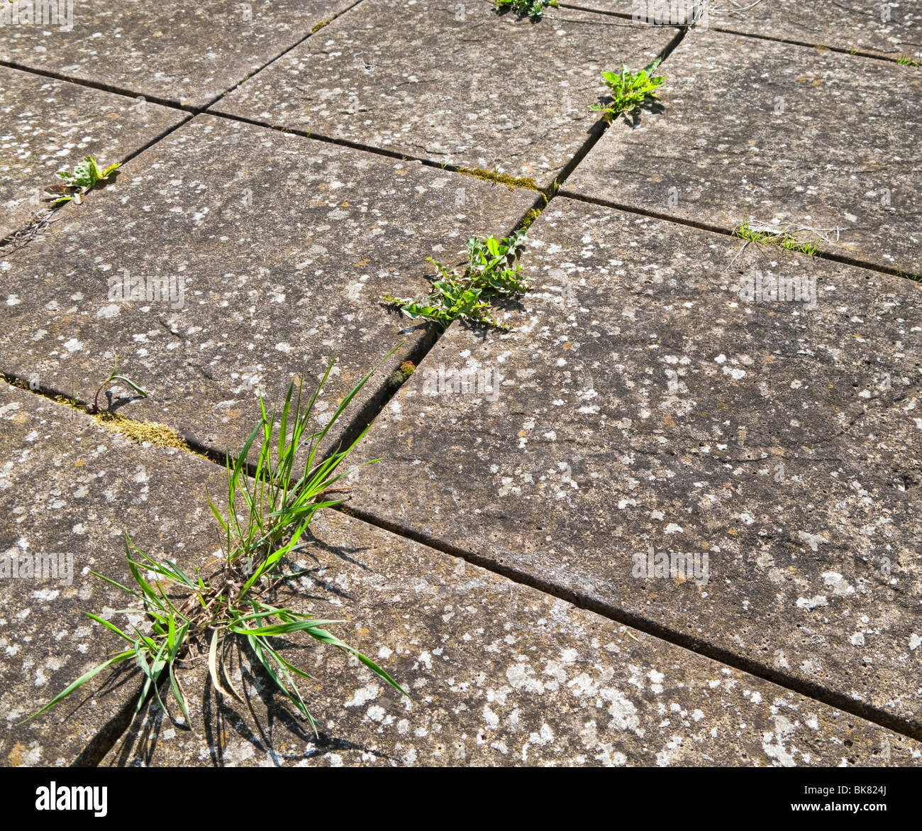 Common weeds growing in between paving slabs on a patio Stock Photo Alamy