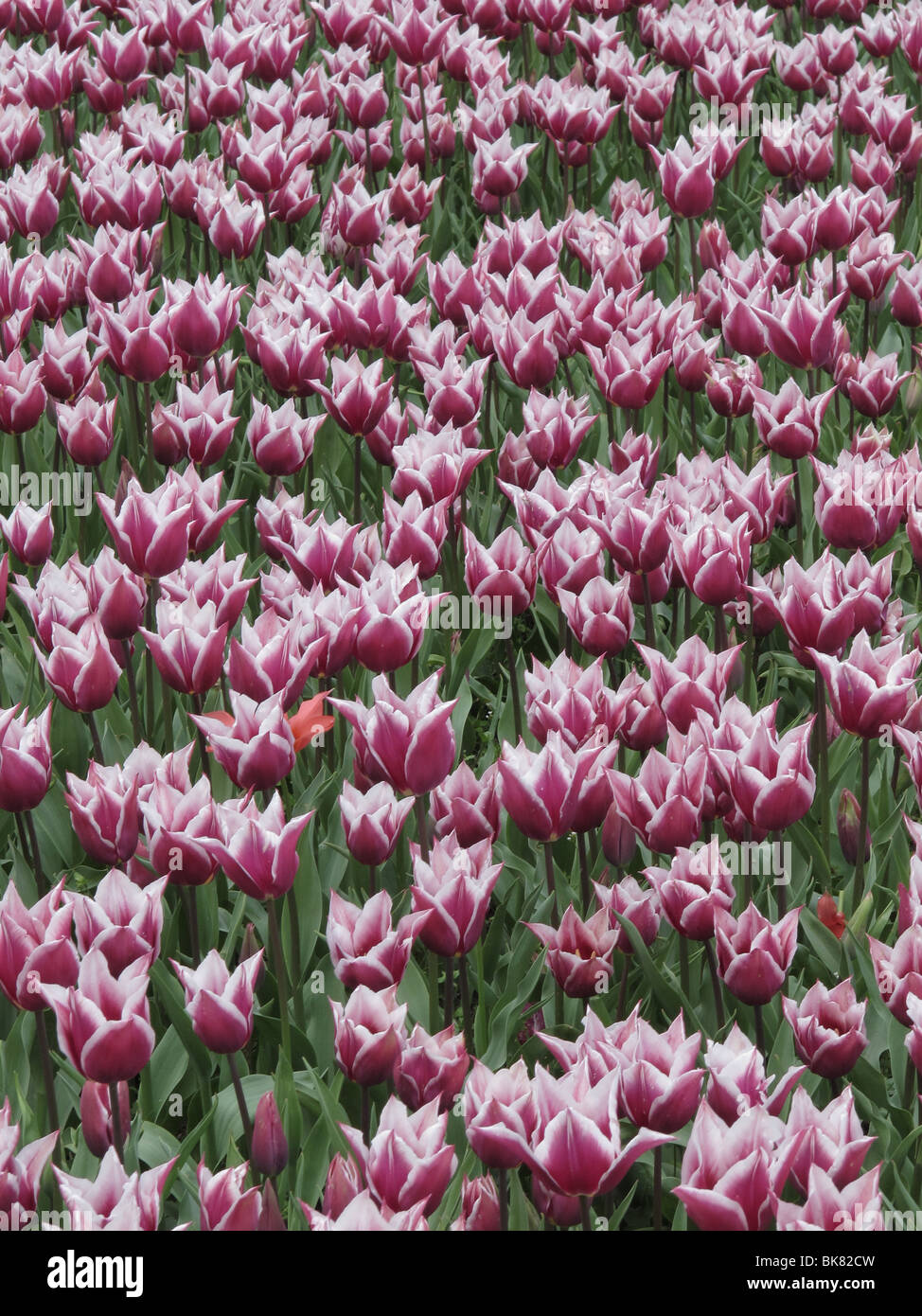 colorful tulips at the garden Stock Photo - Alamy