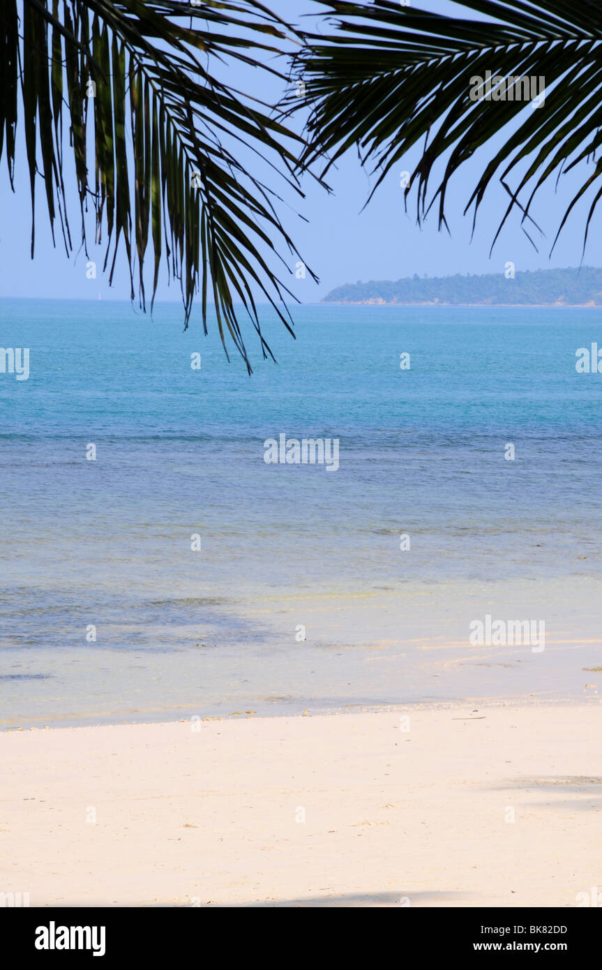Palmtrees overlooking sandy beach Stock Photo