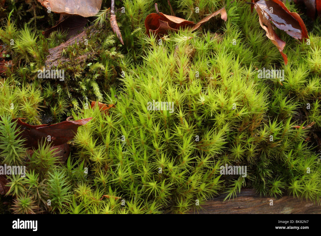 Broom fork-moss (Dicranum scoparium) a Bryophyte moss on a rotten log, UK. Stock Photo