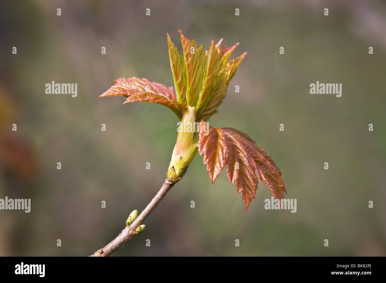 Sycamore tree bud bursting into new leaf Stock Photo
