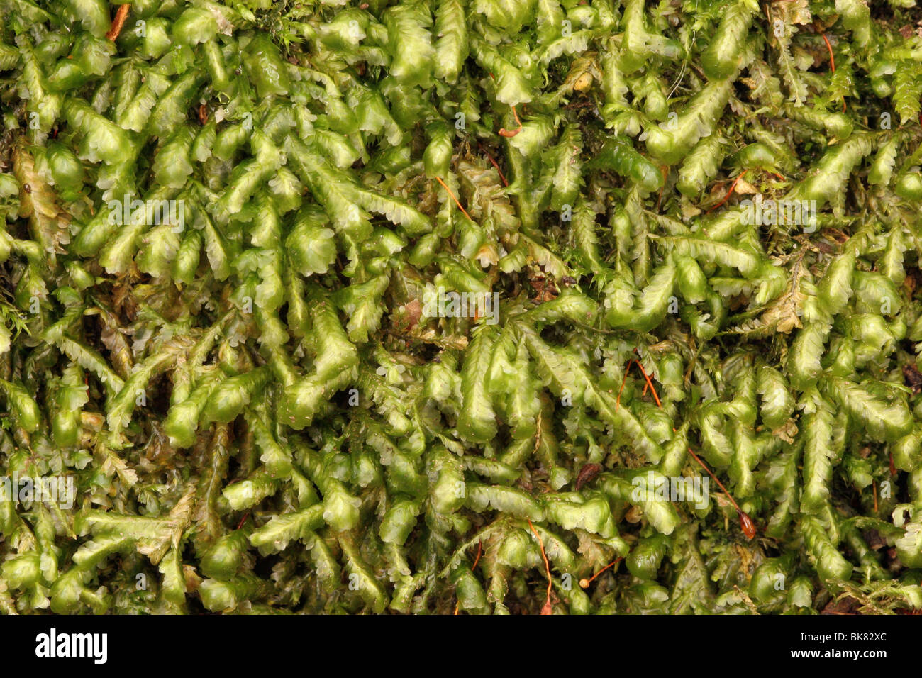 Blunt feather-moss (Homalia trichomanoides), UK. Stock Photo