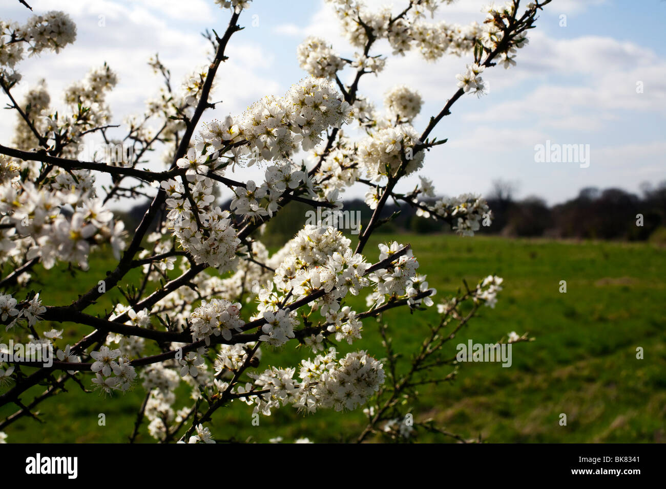 Hawthorn tree blossom in the Essex countryside Stock Photo