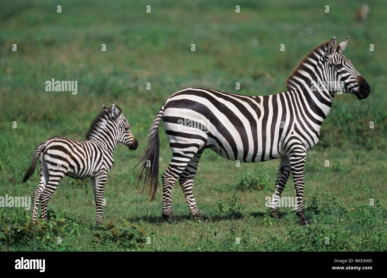 Plains Zebra Mare With Foal, Africa Stock Photo Alamy