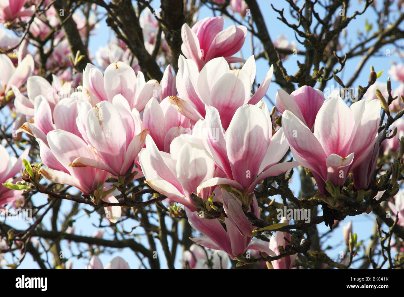 Magnolia tree in blossom hi-res stock photography and images - Alamy