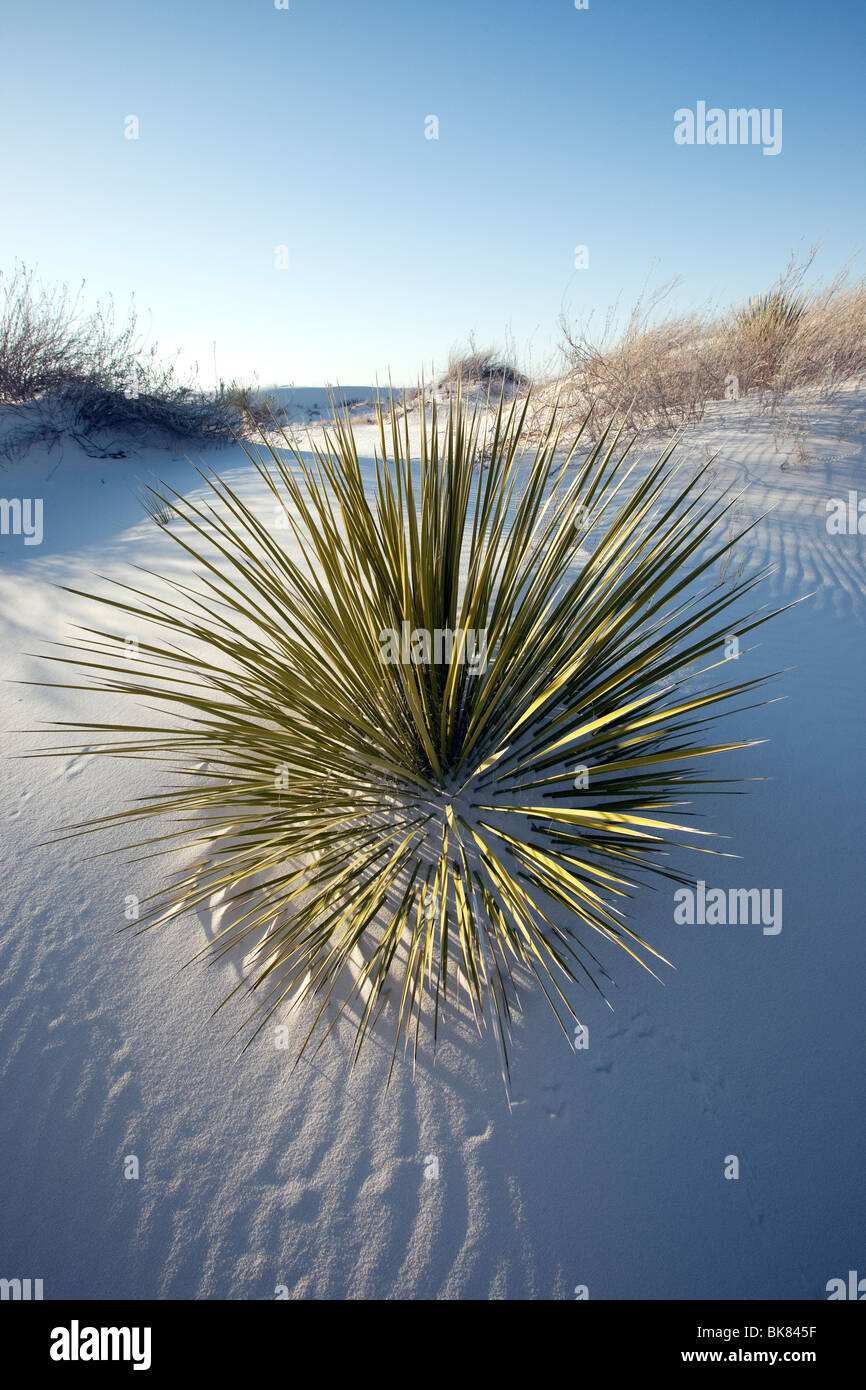 Yucca in Sand, White Sand Dunes National Park, New Mexico Stock Photo