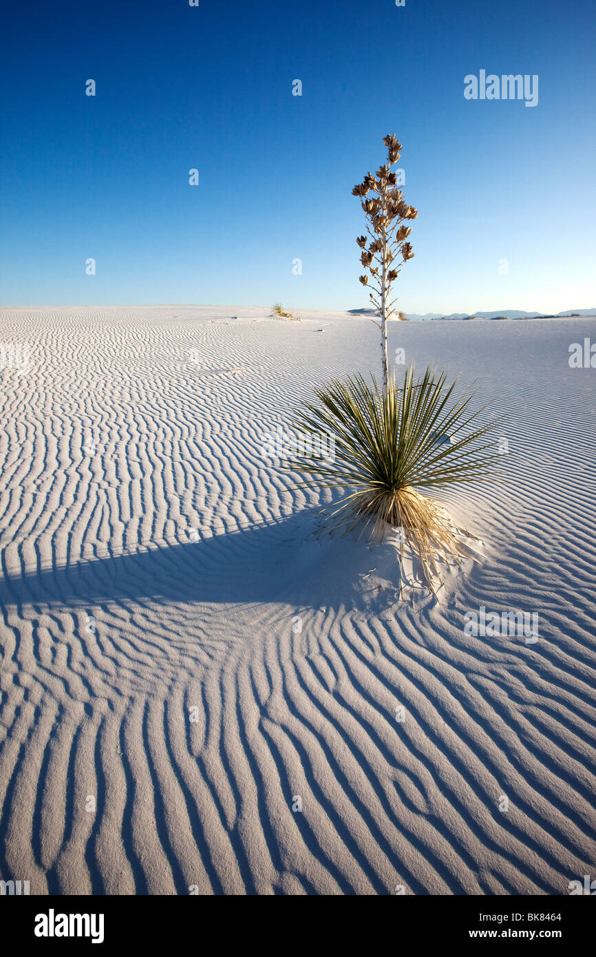 Yucca in Sand, White Sands National Park, New Mexico Stock Photo