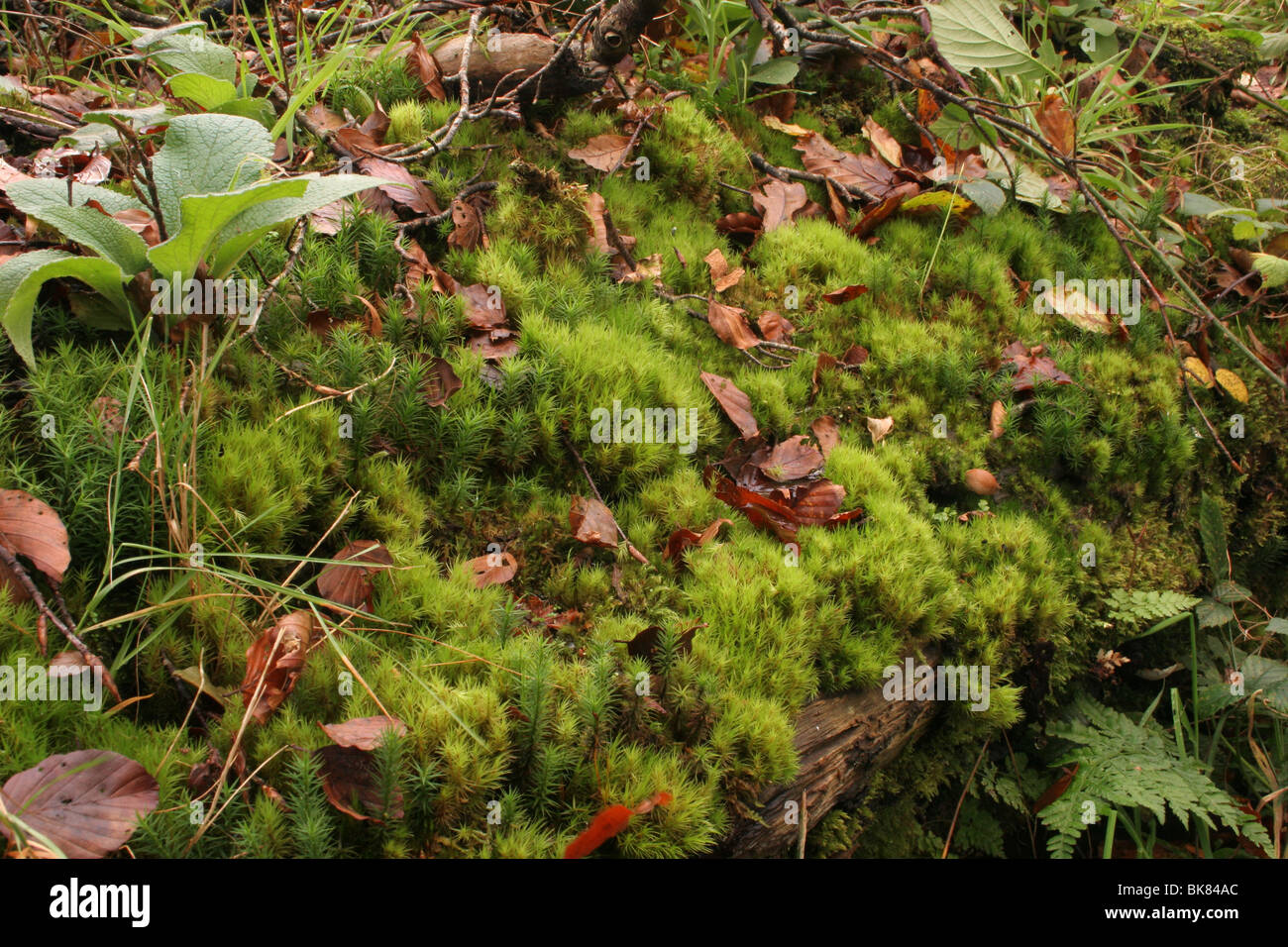 Broom fork-moss (Dicranum scoparium) a Bryophyte moss on an old rotten log, UK. Stock Photo