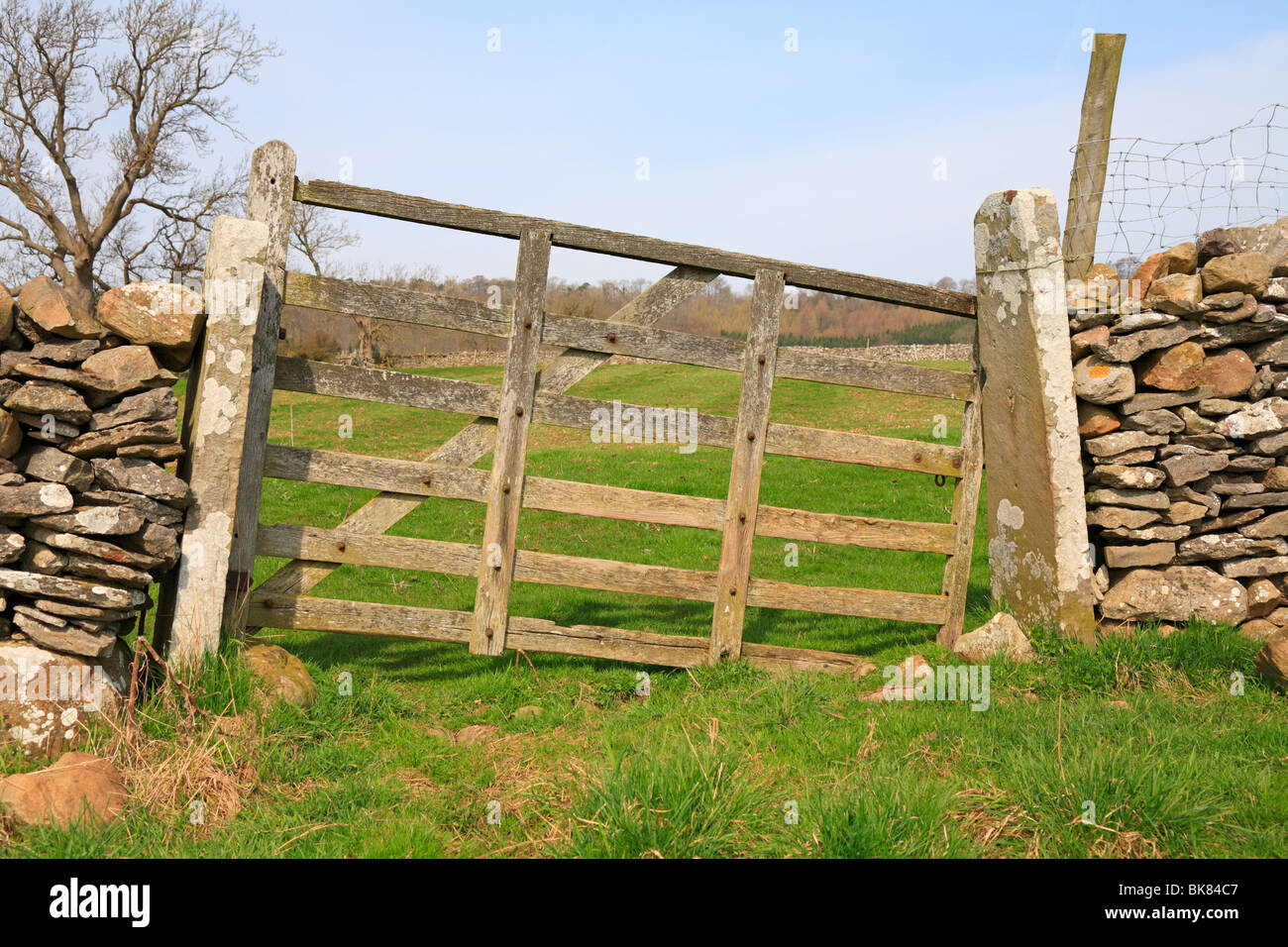 Old wooden field gate between limestone walls, Leyburn, North Yorkshire, England, UK. Stock Photo