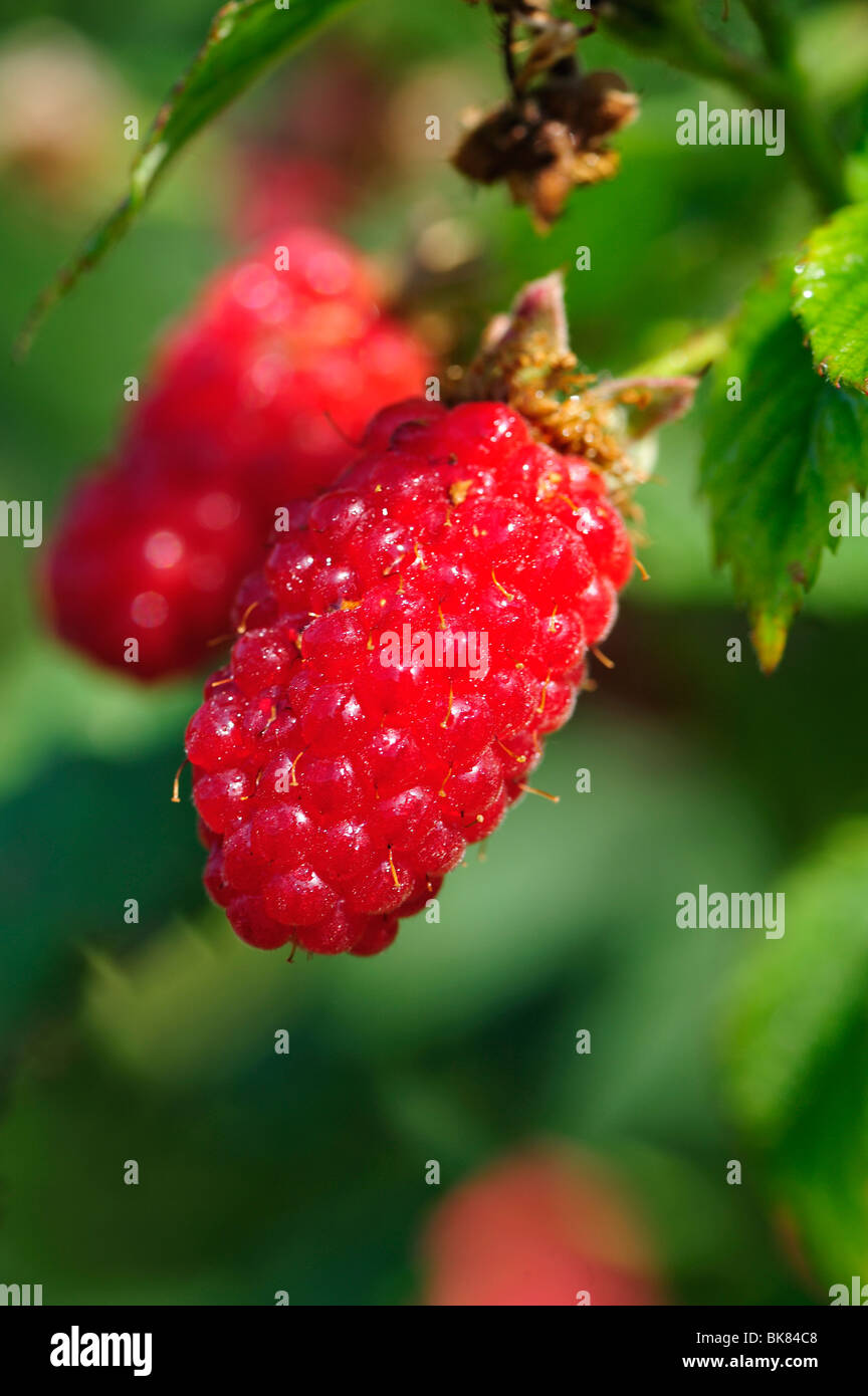Raspberry bush hi-res stock photography and images - Alamy