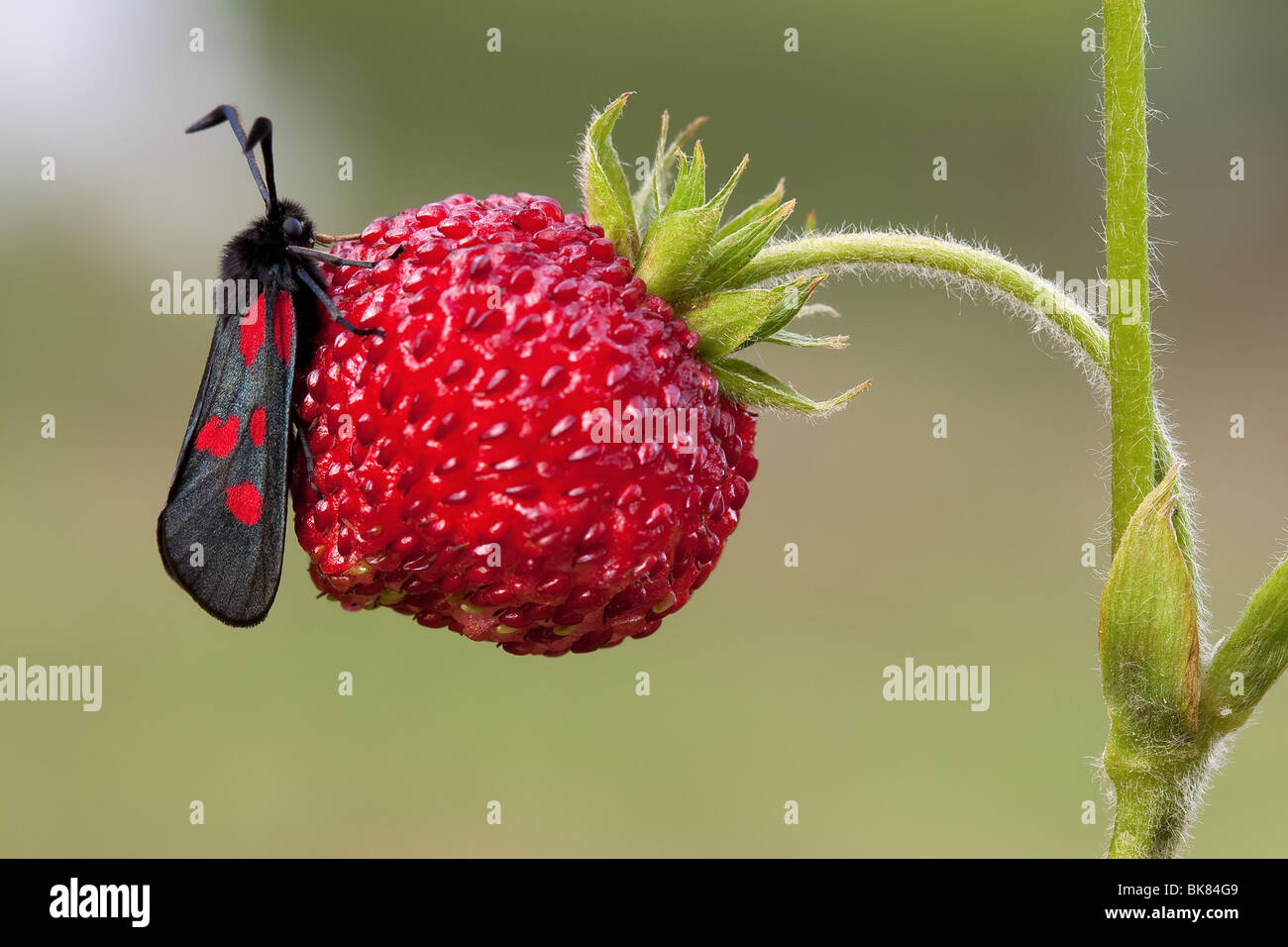 Zygaena ephialtes on a strawberry Stock Photo
