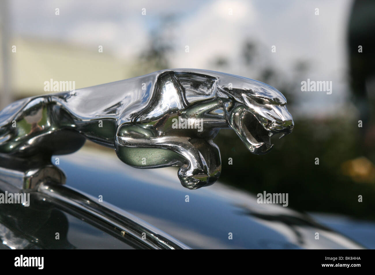 Leaping chrome Jaguar mascot (hood ornament) on the of a Jaguar